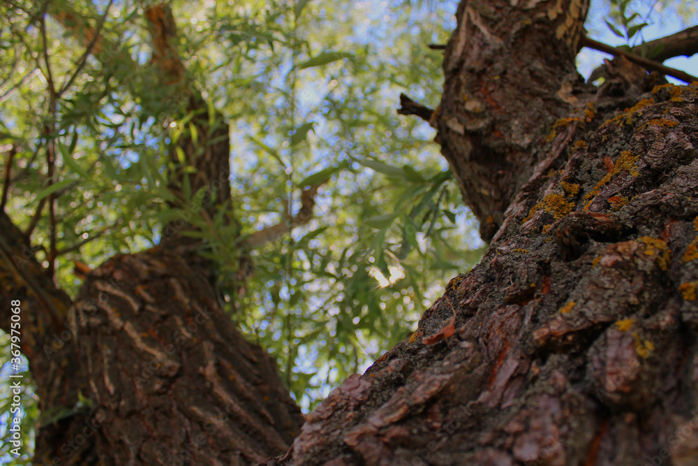 textured tree bark and green foliage textured tree bark and green foliage