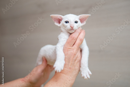Oriental shorthair cat sitting and watching, white animal pet in hands, domestic kitty, purebred Cornish Rex. Copy space.