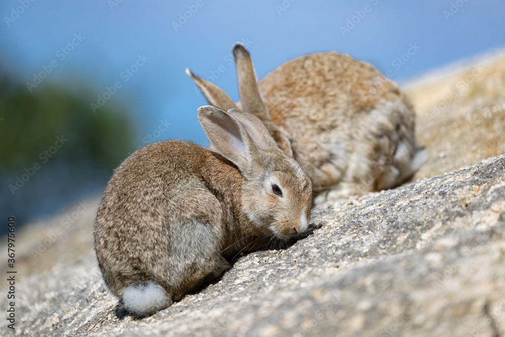 Fototapeta premium 野生の親子ウサギ -うさぎの楽園 大久野島-