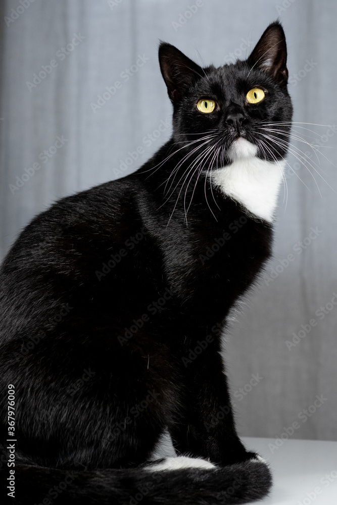 Black cat isolated on gray background Black cat isolated on gray background