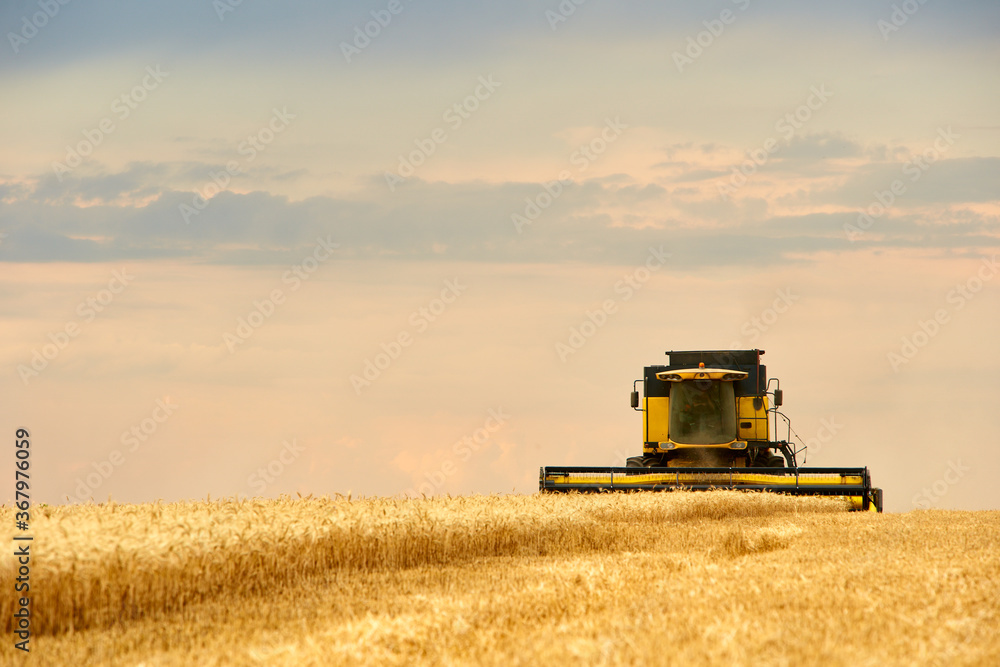 Naklejka premium Combine harvester working in wheat field with cloudy moody sky. Harvesting machine driver cutting crop in a farmland. Agriculture theme, harvesting season.