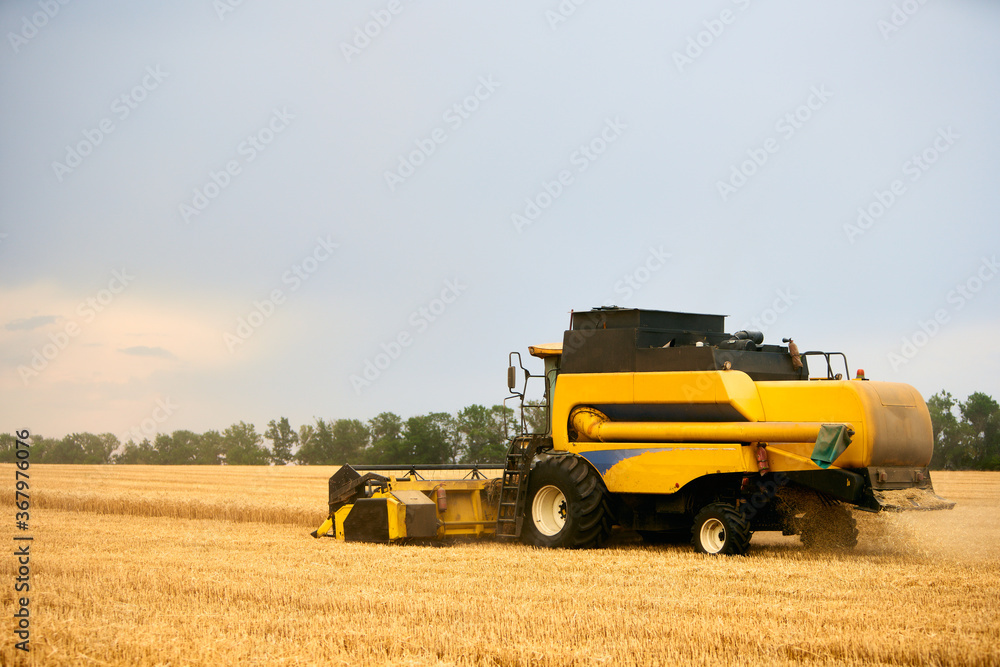 Fototapeta premium Combine harvester working in wheat field with cloudy moody sky. Harvesting machine driver cutting crop in a farmland. Agriculture theme, harvesting season.
