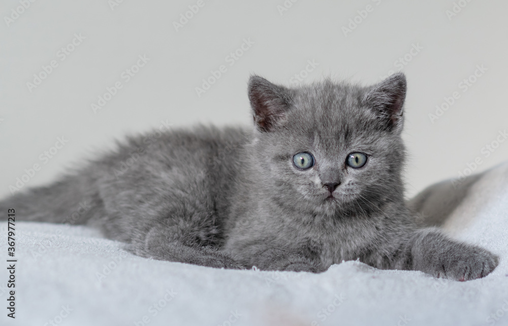 Portrait of cute blue british short hair kitten blue eyes. Selective focus. Portrait of cute blue british short hair kitten blue eyes. Selective focus.