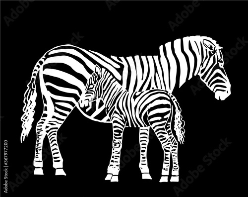 Vector zebra family isolated on black  graphical illustration