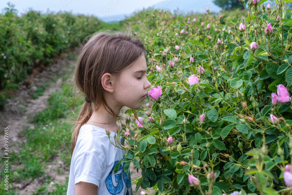 A girl enjoys the aroma of oil-bearing rose (Rosa Damascena) in the rose fields near Kazanlak, Bulgaria. A girl enjoys the aroma of oil-bearing rose (Rosa Damascena) in the rose fields near Kazanlak, Bulgaria.