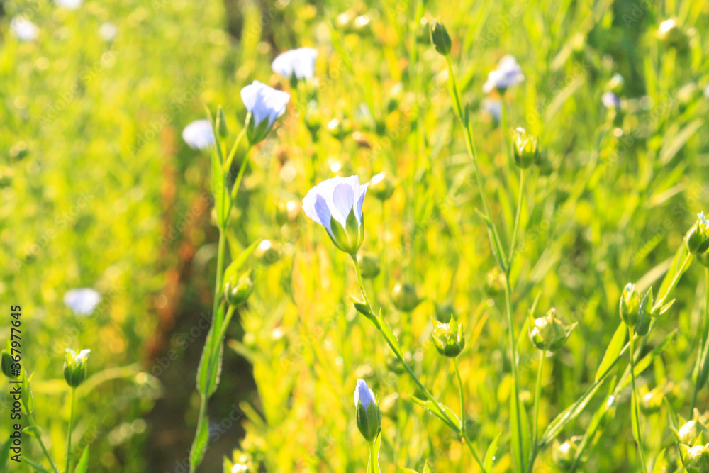 Linen flax blue flower. Flax plant. Flax field.