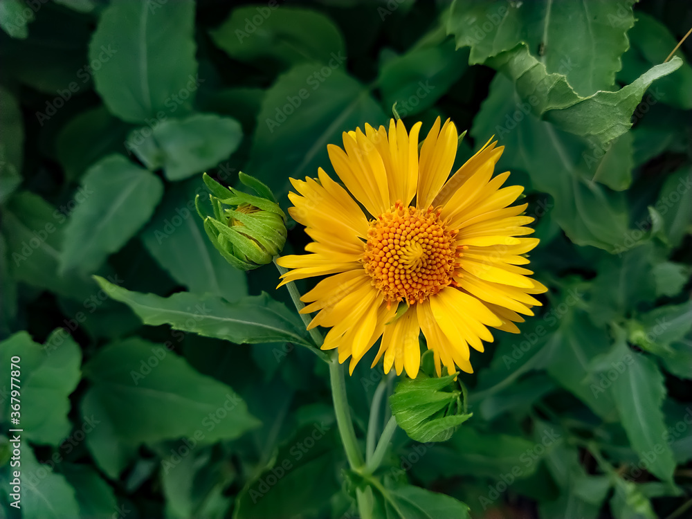 A blooming yellow desert sunflower A blooming yellow desert sunflower