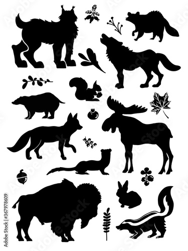 Fototapeta Naklejka Na Ścianę i Meble -  Forest animals detailed vector silhouettes. Woodland and mountain wild nature sticker set including leaves, berry, maple, moose, wolf, fox, raccoon, squirrel, ferret, lynx, badger, bison, rabbit,skunk