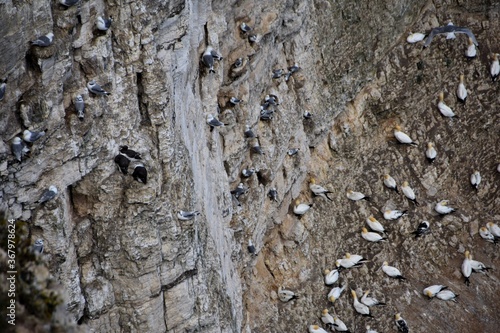 Sea bird colony on a cliff