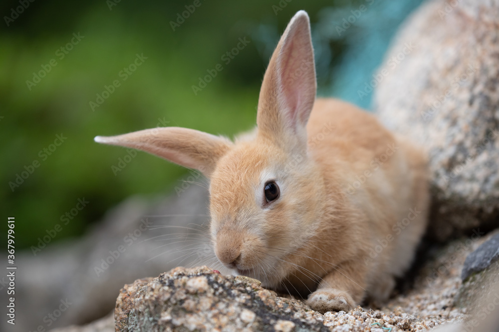 野生の仔ウサギ -うさぎの楽園 大久野島-