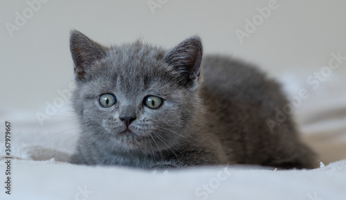 Portrait of cute blue british short hair kitten blue eyes. Selective focus.