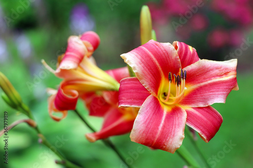 Red Lilium in the garden. Blooming lily in the summer. The pollen on the flowers