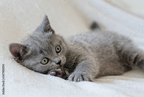 Portrait of cute blue british short hair kitten blue eyes. Selective focus.