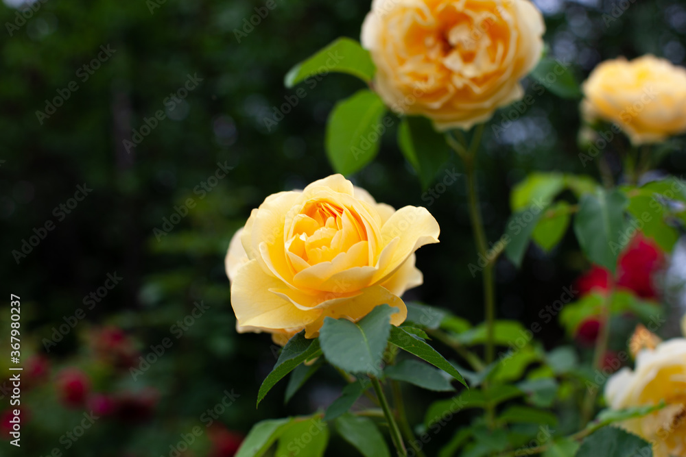 Yellow rose flowers and in the summer garden Yellow rose flowers and in the summer garden