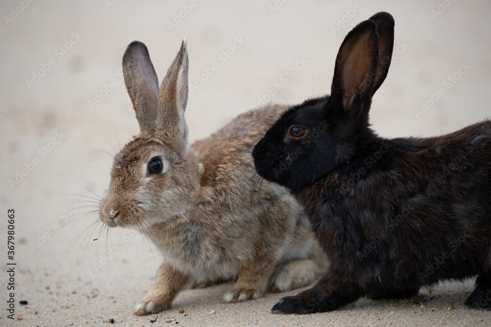 野生のウサギ -うさぎの楽園 大久野島-