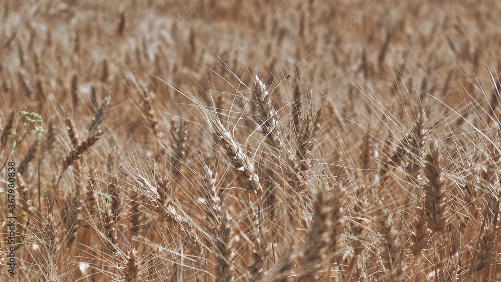Fototapeta premium field of wheat. background. agricultural industry