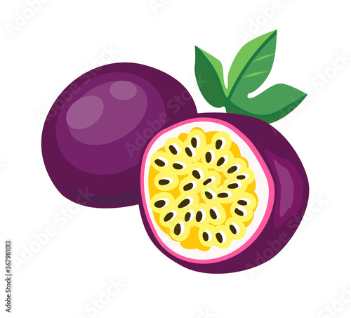 Vector Hand Drawn passion fruit isolated on a white background. Vector Fruit Illustration.