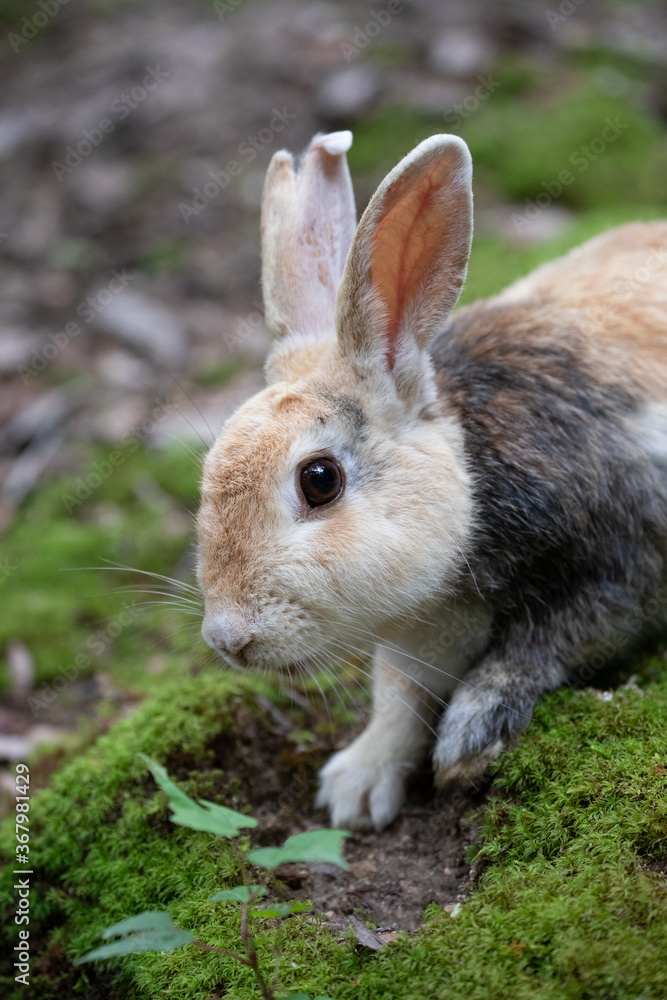 Fototapeta premium 野生のウサギ -うさぎの楽園 大久野島-