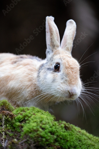 野生のウサギ -うさぎの楽園 大久野島- © photojapan
