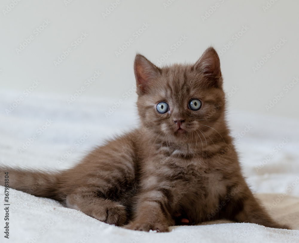 Cute chocolate british shorthair kitten with blue eyes. Selective focus Cute chocolate british shorthair kitten with blue eyes. Selective focus