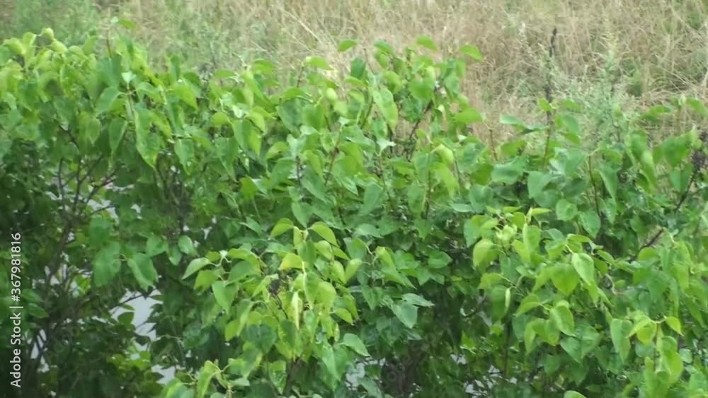 Rain. Heavy rain drops hits the leaves of the Bush. Rain. Heavy rain drops hits the leaves of the Bush.