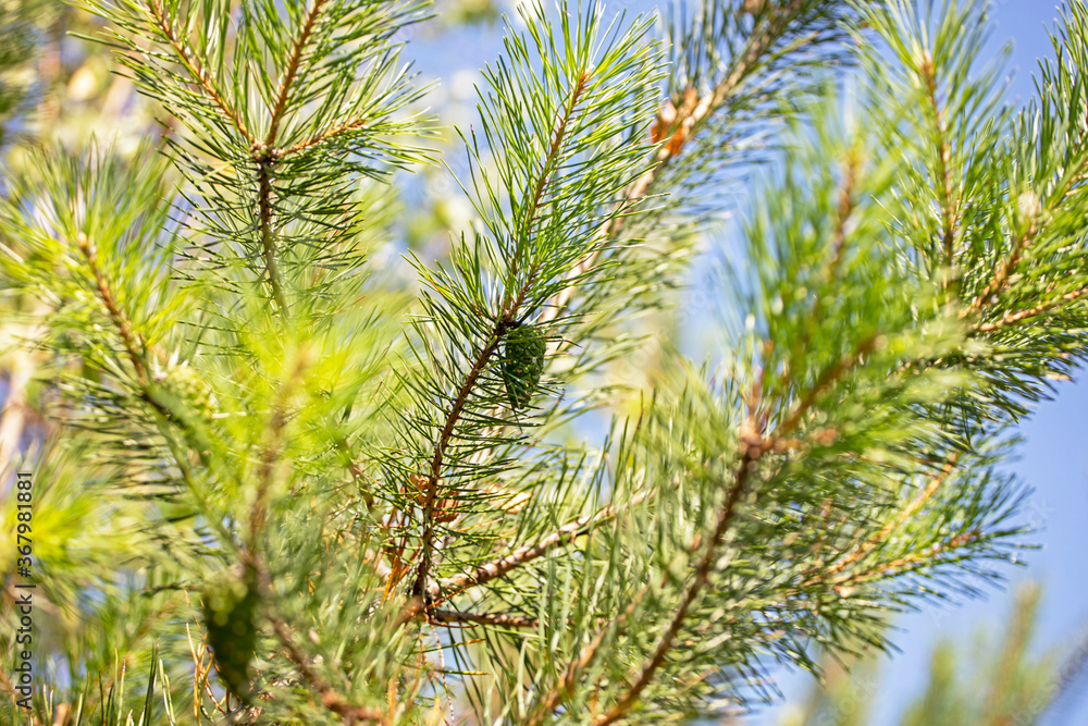 Fototapeta branches of a christmas tree with cones on a blurred bright green background on a sunny day, protection from covid, horizontal format