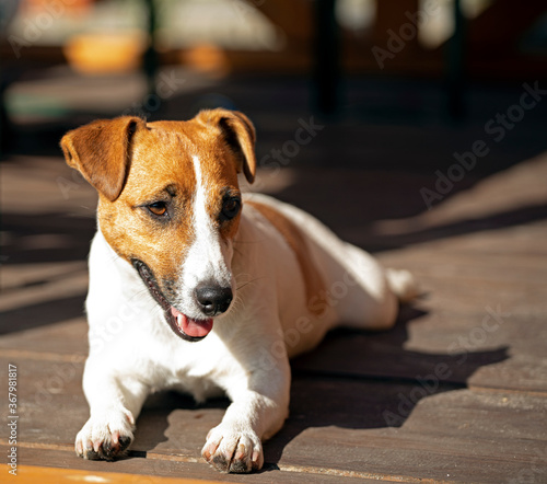 Fototapeta Naklejka Na Ścianę i Meble -   jack russell terrier lies on wooden boards and bask in the sun, rest