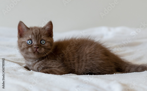 Cute chocolate british shorthair kitten with blue eyes. Selective focus