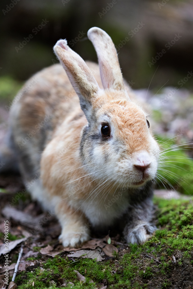 Fototapeta premium 野生のウサギ -うさぎの楽園 大久野島-