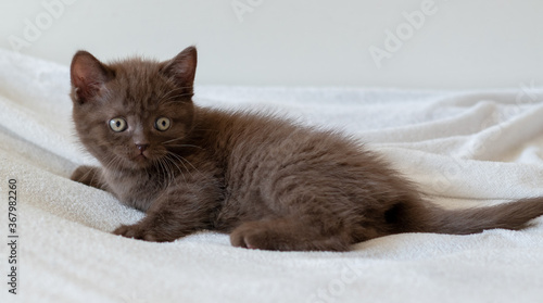 Cute dark chocolate british shorthair kitten. Selective focus