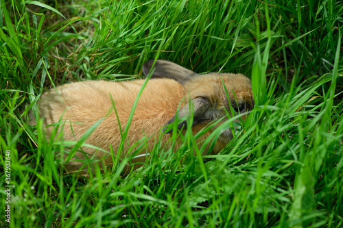 The scared adult rabbit is lying in the grass, the top view.