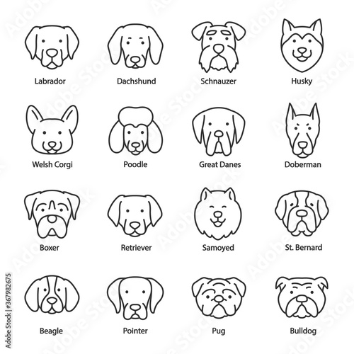 Dog breed, icon set. Heads with titles, linear icons. Labrador, Dachshund, Schnauzer, Husky, Corgi, Poodle, Pointer, etc. Line with editable stroke