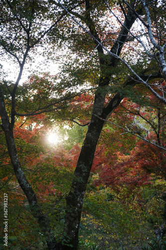 Sunset flare in colourful autumn forest, Kyoto Japan