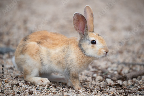 野生の仔ウサギ -うさぎの楽園 大久野島- © photojapan