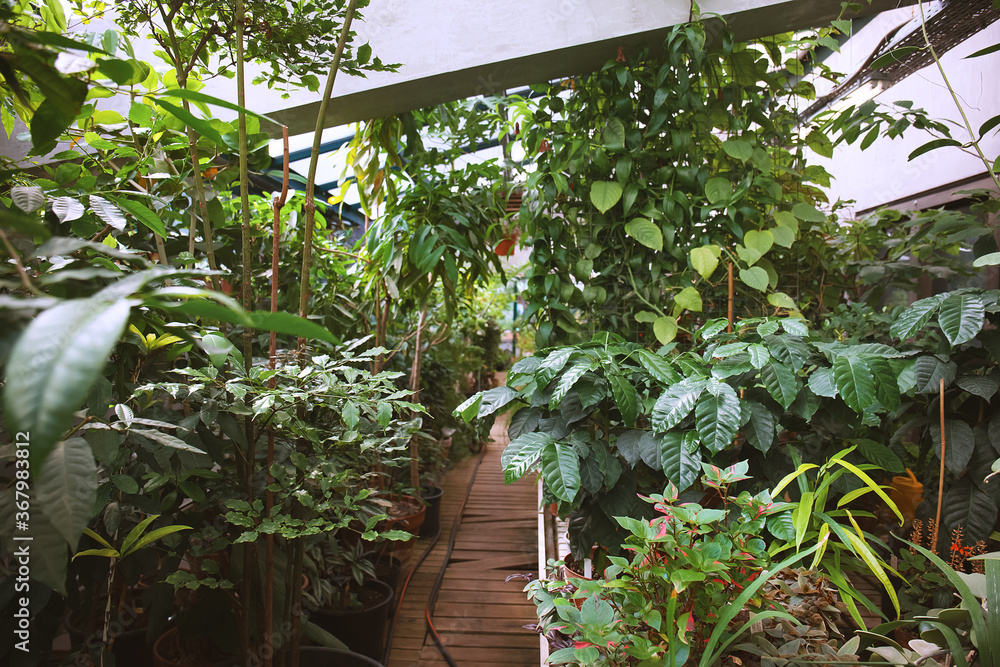 Potted plants in the hothouse