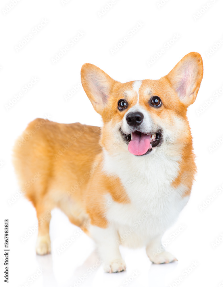 Welsh corgi Pembroke dog standing in a studio and looking at the camera isolated on white background