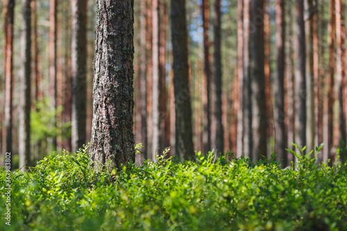Background pine forest with green lush blueberry grass. Focus in foreground  blurred background.