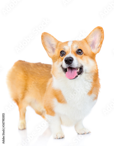 Welsh corgi Pembroke dog standing in a studio and looking at the camera isolated on white background © Ermolaeva Olga
