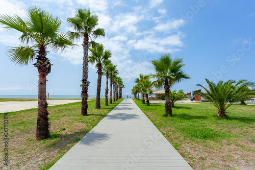 Palm trees on the Black Sea coast in Anaklia, Georgia photo