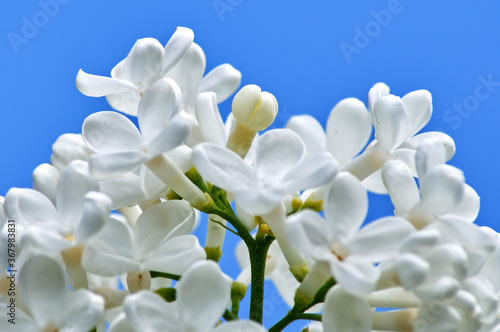 white flowers on blue sky