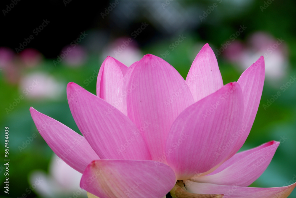 giant pink lotus in the pond (close up macro) / 大輪のハスの花（大賀ハス）- 早朝の咲き始め, クローズアップ接写