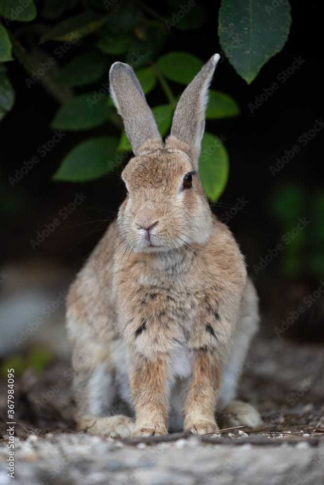 Fototapeta premium 野生のウサギ -うさぎの楽園 大久野島-