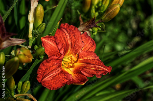 orange hibiscus flower