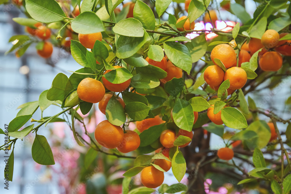 Juicy citrus fruits on a bush in the greenhouse