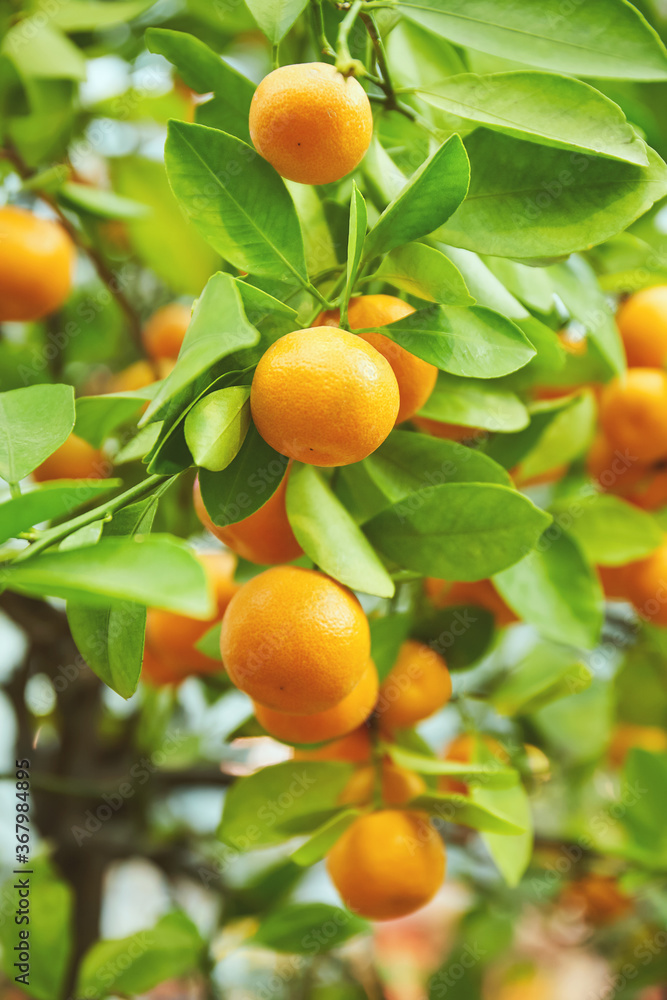 Juicy citrus fruits on a bush in the greenhouse