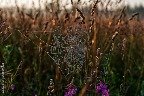 Spiderweb and dew on the grass