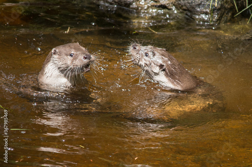 zwei Fischotter im Fluss 