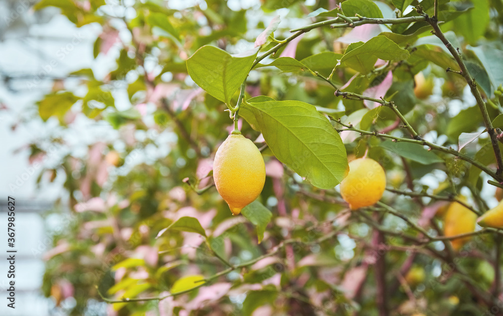 Juicy lemon fruits on a bush in the greenhouse