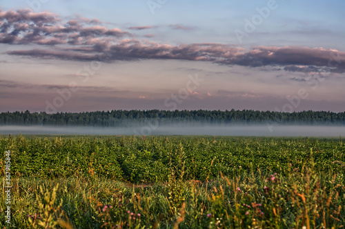 sunrise over the field