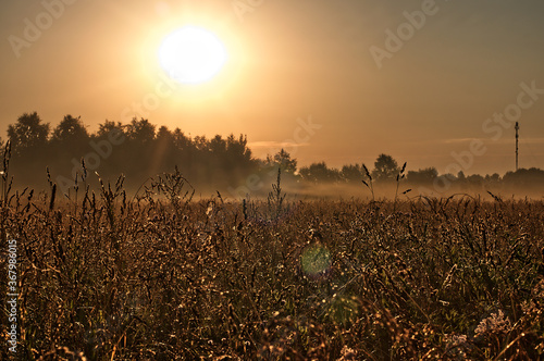 sunset over the field